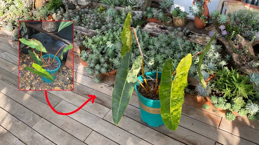 Uốn nắn hay buông lỏng, giới hạn bao nhiêu là đủ để con lớn lên an toàn và thoải mái